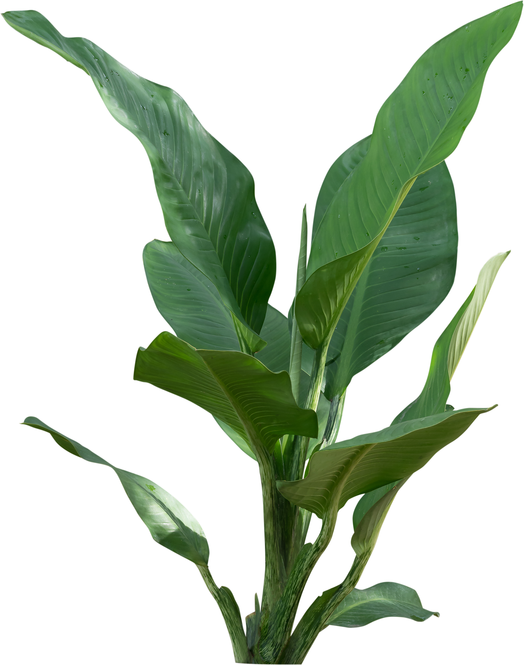 Cutout Green House Plant